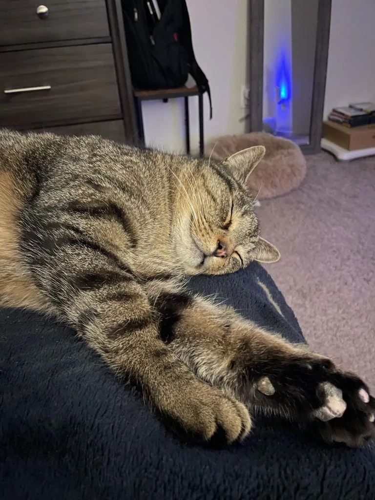 Bundtini thumbnail 3