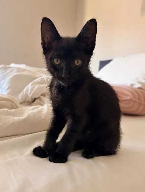 A baby medium-sized female Domestic Short Hair cat named Betsey for adoption in Shoreline, WA