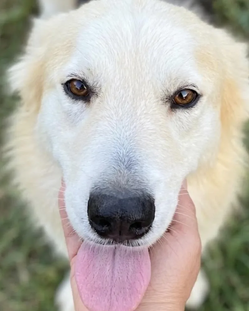 An adult medium-sized female Sable Husky dog named Luna! I’ll Gently Ask for adoption in Houston, TX