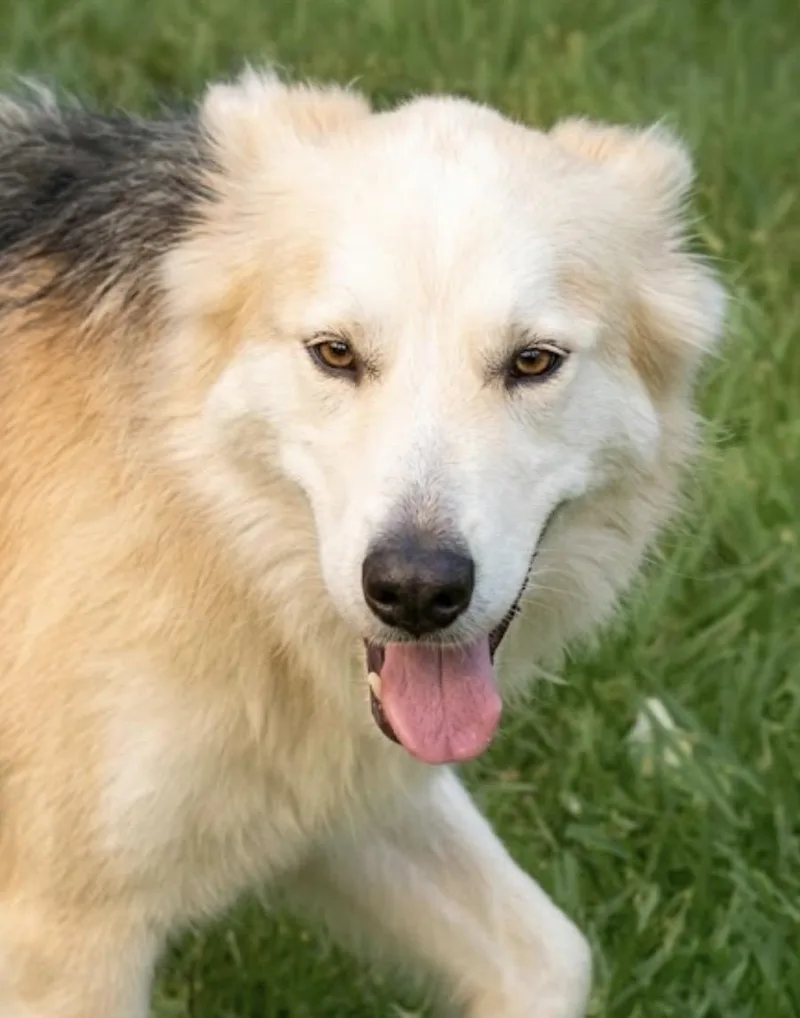 Luna! I’ll Gently Ask thumbnail 2