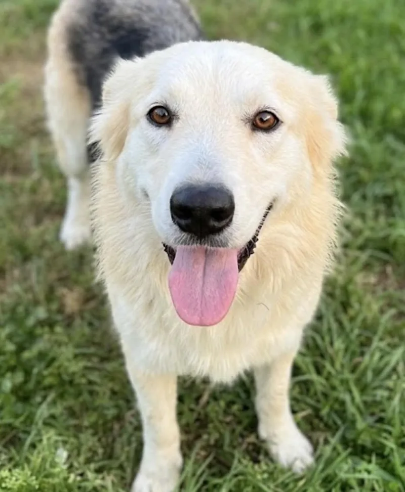 Luna! I’ll Gently Ask thumbnail 3