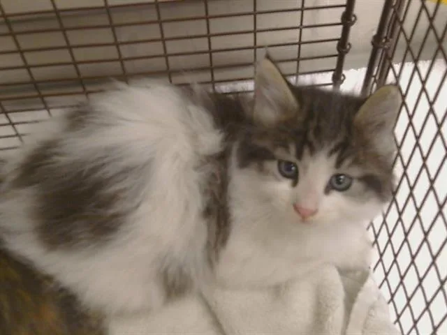 A baby small-sized female Domestic Medium Hair cat named Connie for adoption in Sacramento, CA