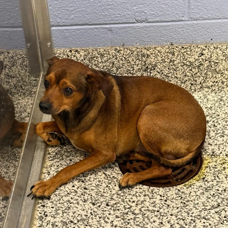 An adult small-sized male Red / Chestnut / Orange Chihuahua dog named Al Capone for adoption in Madisonville, TN