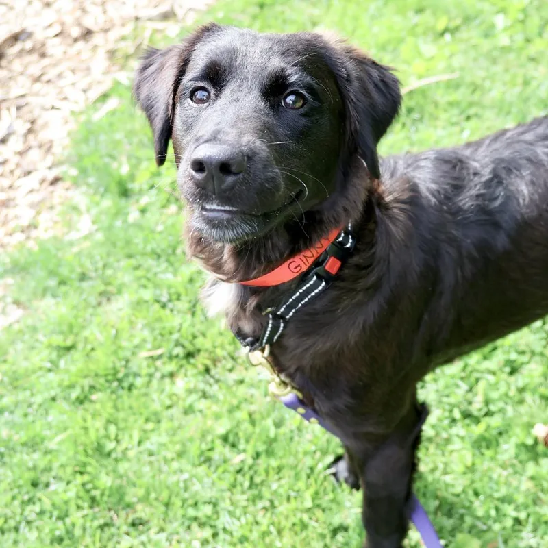 A young medium-sized female Black Shepherd dog named Ginny for adoption in Briarcliff Manor, NY