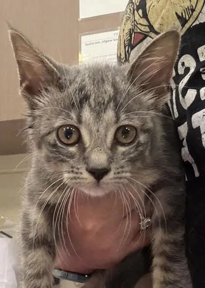 A baby small-sized female Domestic Short Hair cat named Nicole Kidman for adoption in Fishers, IN