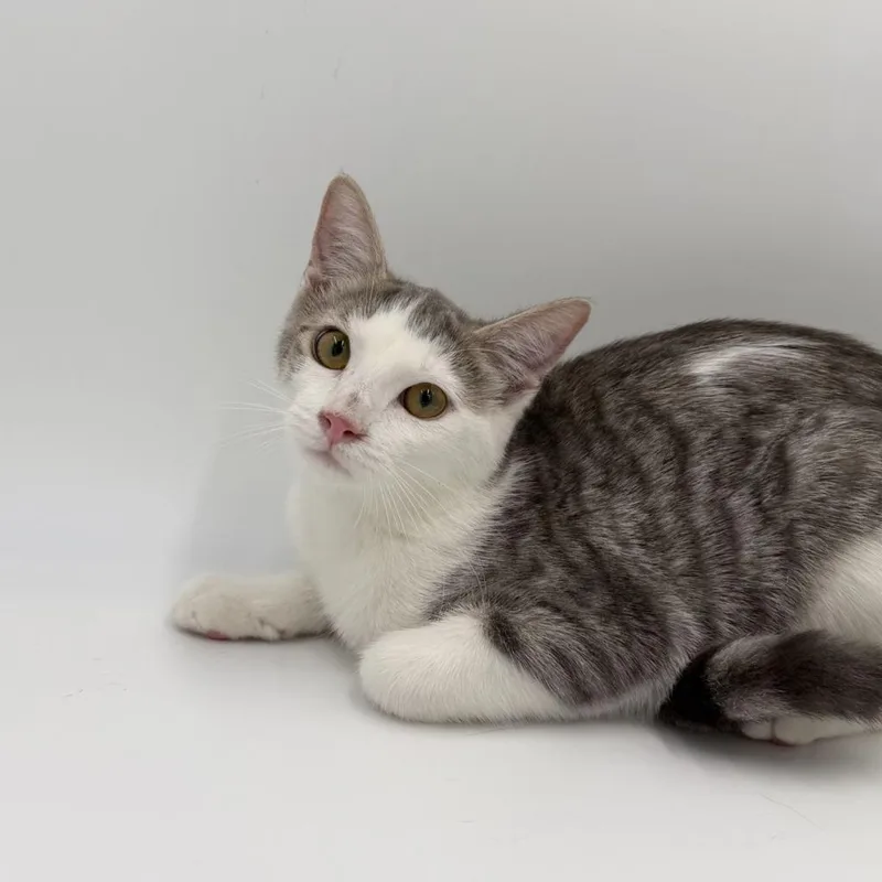 A baby small-sized female Domestic Short Hair cat named Lemon Meringue for adoption in State College, PA