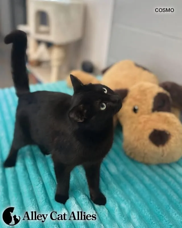 A young medium-sized male Black Domestic Short Hair cat named Cosmo for adoption in Bethesda, MD