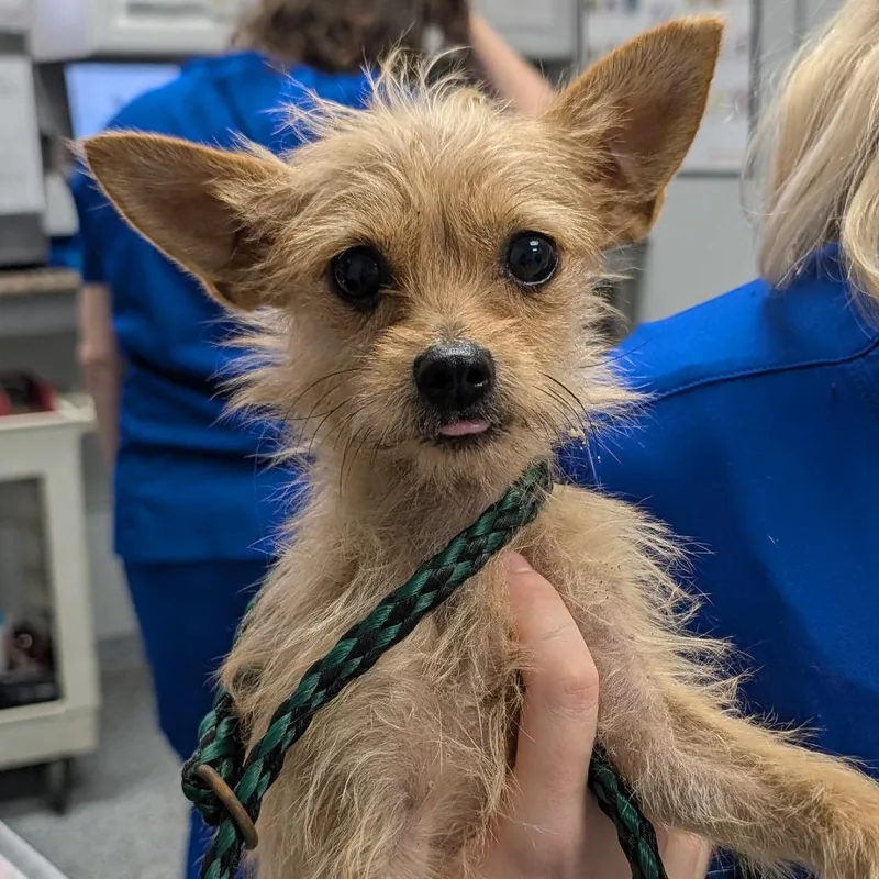 An adult small-sized female Yellow / Tan / Blond / Fawn Mixed Breed dog named Marley for adoption in Greenville, SC