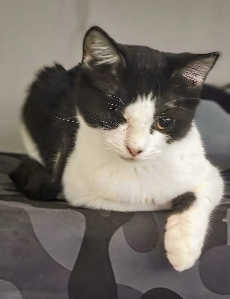 A baby medium-sized female Domestic Short Hair cat named Cordelia for adoption in Columbia, SC