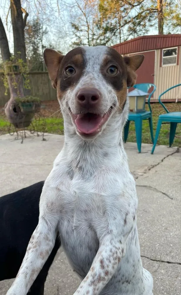 Maybelle thumbnail 2