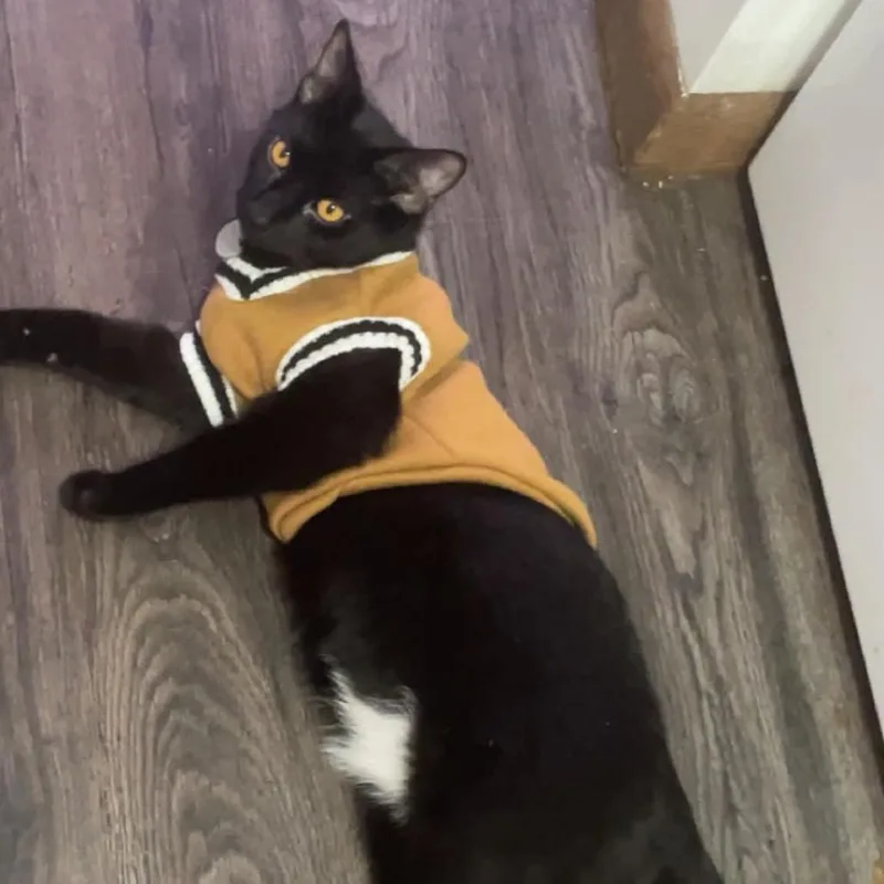An adult small-sized male Black Domestic Short Hair cat named Smokey for adoption in Rochester, MN