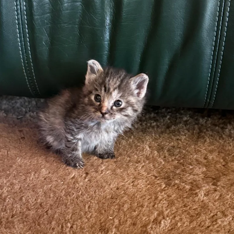 A baby small-sized female Black Domestic Short Hair cat named Prada for adoption in Mount Shasta, CA