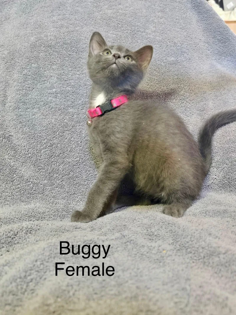 A baby medium-sized female Gray / Blue / Silver Domestic Short Hair cat named Buggy for adoption in hinckley, IL
