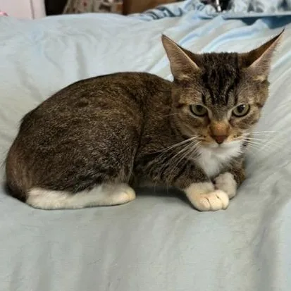 A young medium-sized female Tabby (Brown / Chocolate) Domestic Short Hair cat named Twila for adoption in Springfield, OR