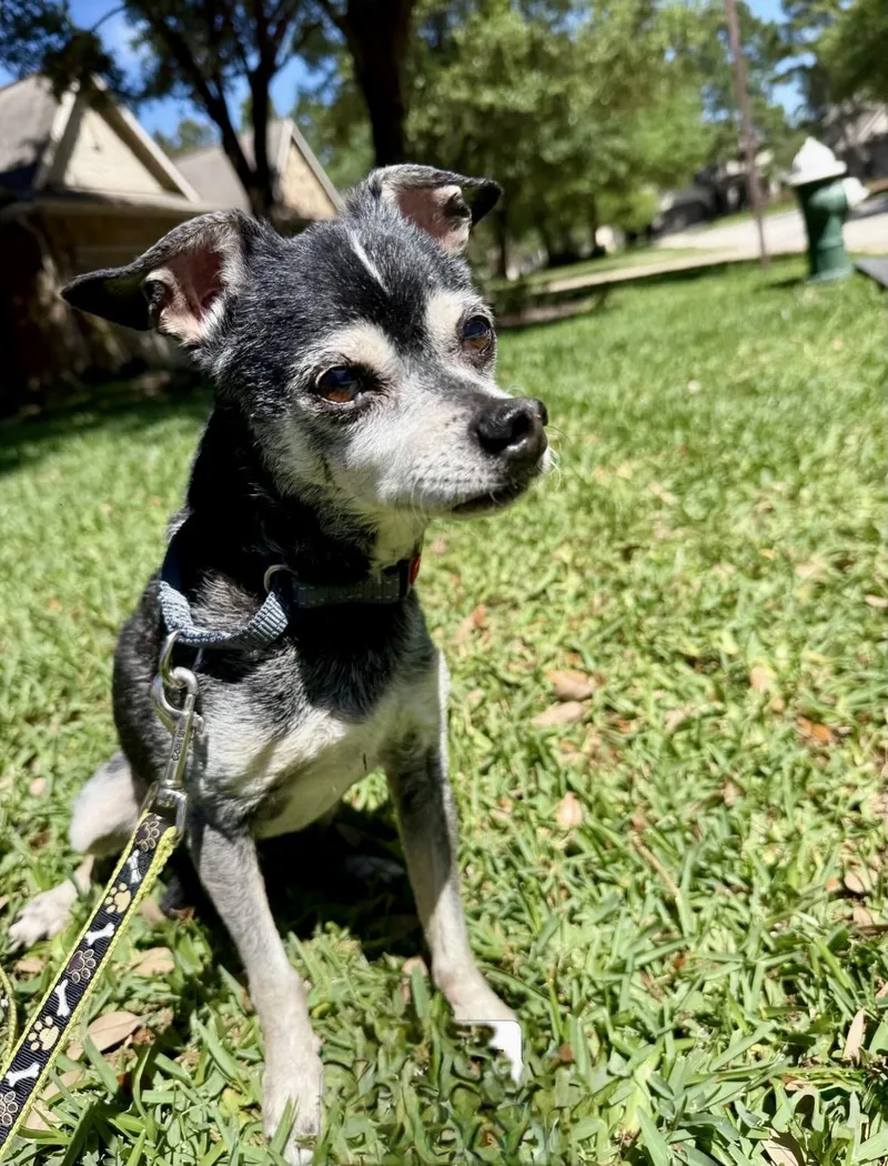 A senior small-sized male Black Chihuahua dog named Kirby for adoption in Brooklyn, NY