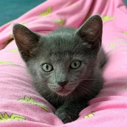 A baby small-sized male Gray / Blue / Silver Domestic Short Hair cat named Juno for adoption in Kansas City, MO