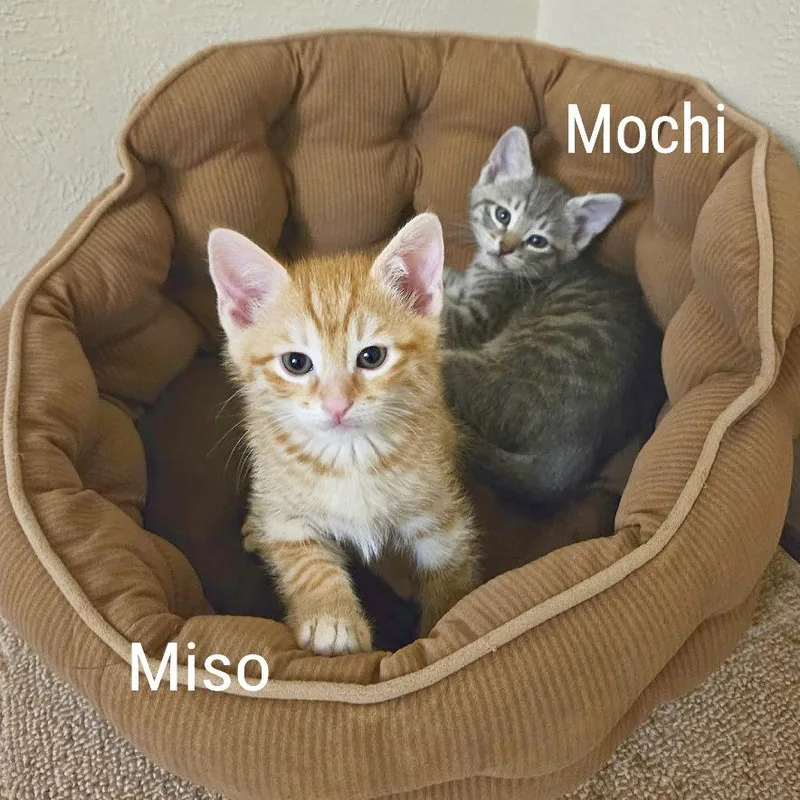 Mochi thumbnail 3
