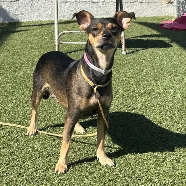 An adult small-sized female Chihuahua dog named Deli for adoption in Long Beach, CA