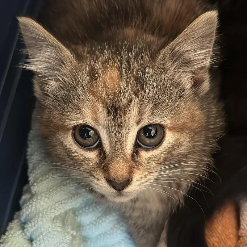 A baby small-sized female Torbie Domestic Short Hair cat named Lady Bug for adoption in Matteson, IL