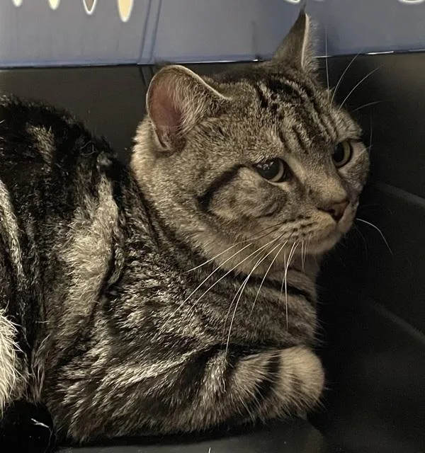 A young small-sized male British Shorthair cat named Colin for adoption in El Cajon, CA
