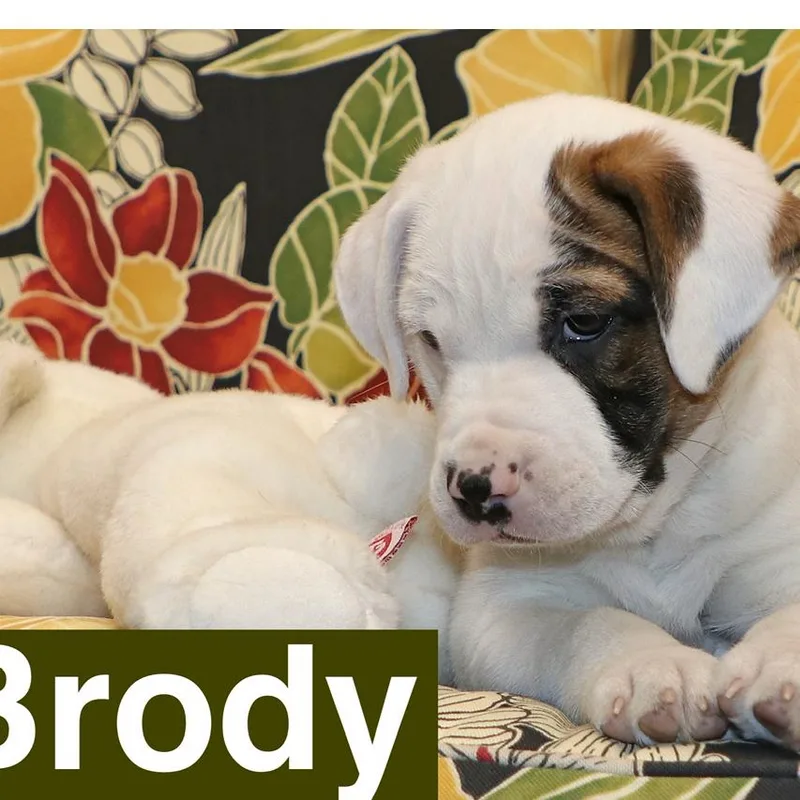 A baby medium-sized male White / Cream Hound dog named Brody for adoption in Potomac, MD