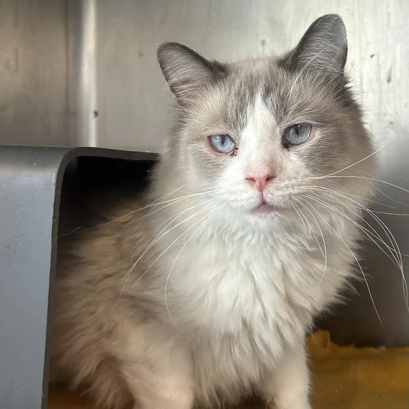 An adult medium-sized male Cream / Ivory Domestic Short Hair cat named Spam for adoption in Chicago, IL
