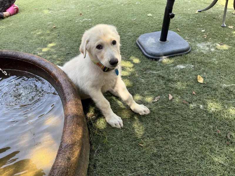 A young medium-sized female Great Pyrenees dog named Jade for adoption in Garland, TX