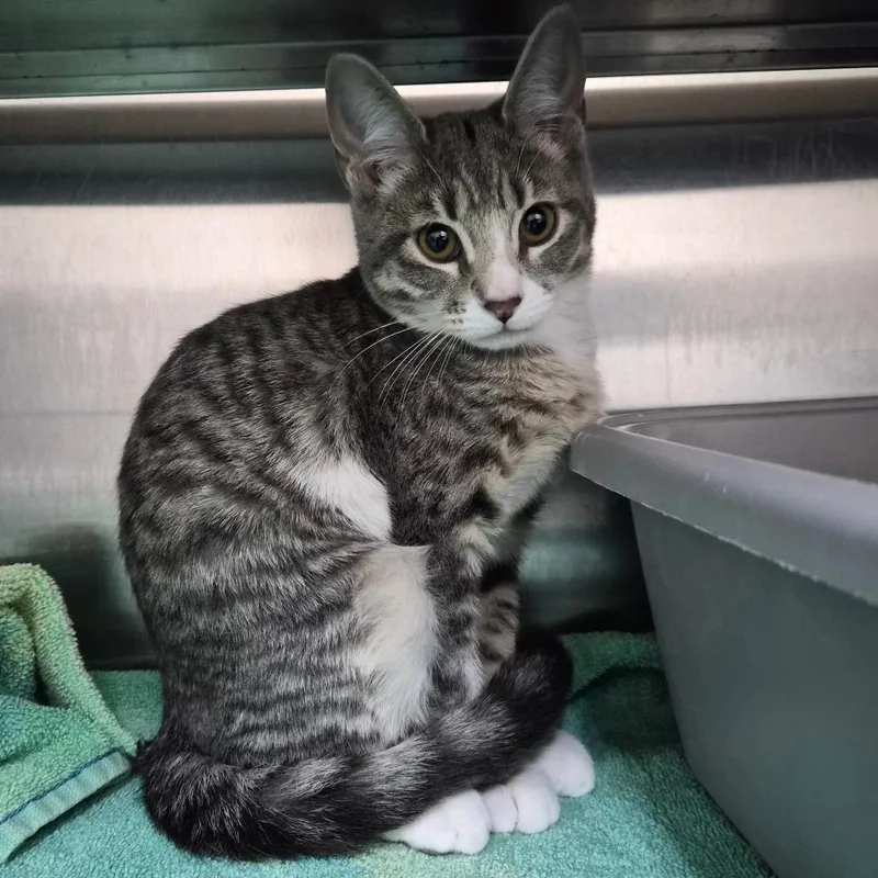 A baby small-sized female Domestic Short Hair cat named Katana for adoption in Middleburg, FL