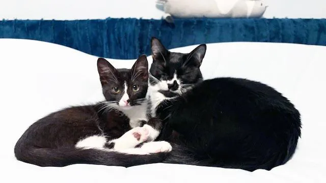 Lulu < Check Out thumbnail 4