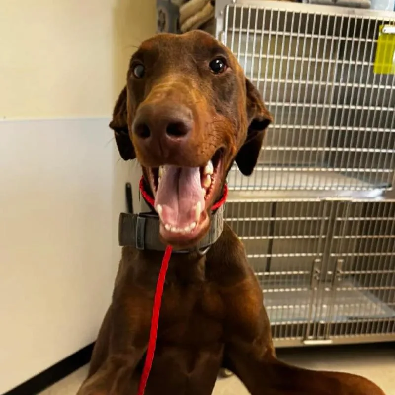 An adult medium-sized male Brown / Chocolate Doberman Pinscher dog named Chimichurri for adoption in Fort Collins, CO