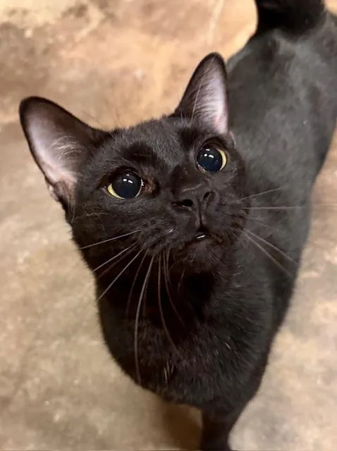 A young medium-sized female Bombay cat named Jade for adoption in Corsicana, TX
