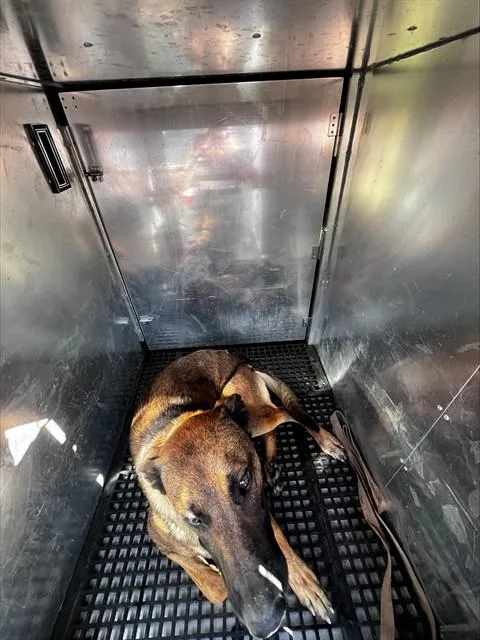 A young large-sized male Mixed Breed dog named Est for adoption in Dallas, TX