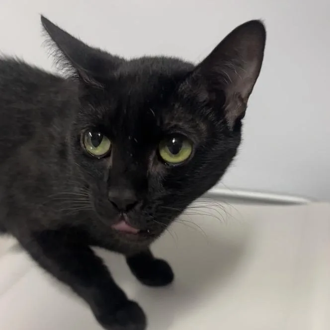 An adult medium-sized female Black Domestic Short Hair cat named Nubbins for adoption in New York, NY