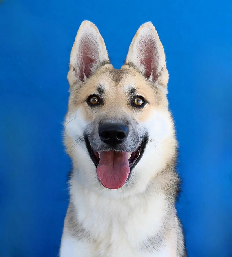 A young medium-sized female German Shepherd Dog dog named Nugget for adoption in Pasadena, CA