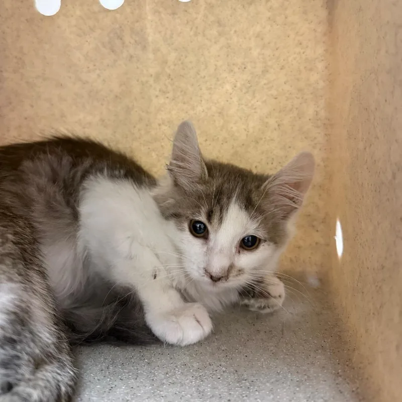 A baby small-sized male Gray / Blue / Silver Domestic Long Hair cat named Gomez for adoption in Reno, NV