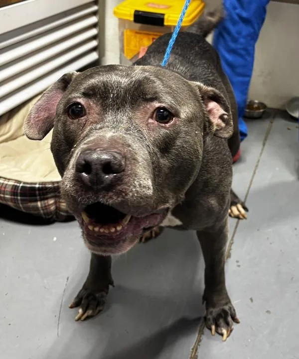 An adult large-sized male Pit Bull Terrier dog named Tonto for adoption in Dallas, GA