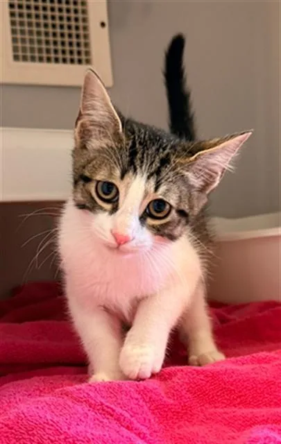 A baby small-sized male Domestic Short Hair cat named Chunky Monkey for adoption in Statesville, NC