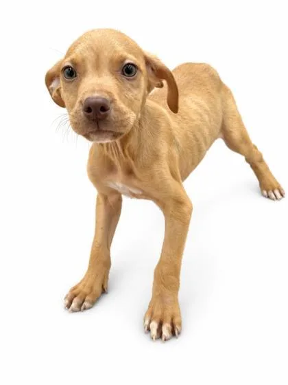 A baby small-sized male Vizsla dog named Dixon for adoption in Bowling Green, KY