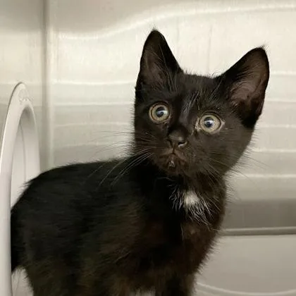 A baby small-sized male Domestic Short Hair cat named Sean for adoption in Wheaton, IL