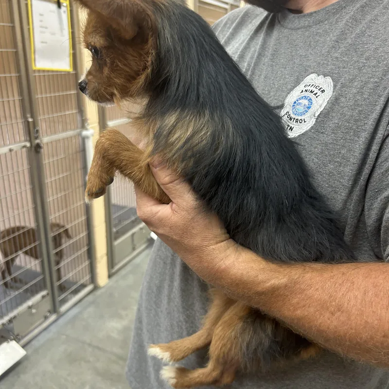 A baby small-sized male Bicolor Yorkshire Terrier dog named Buzz for adoption in Manchester, TN