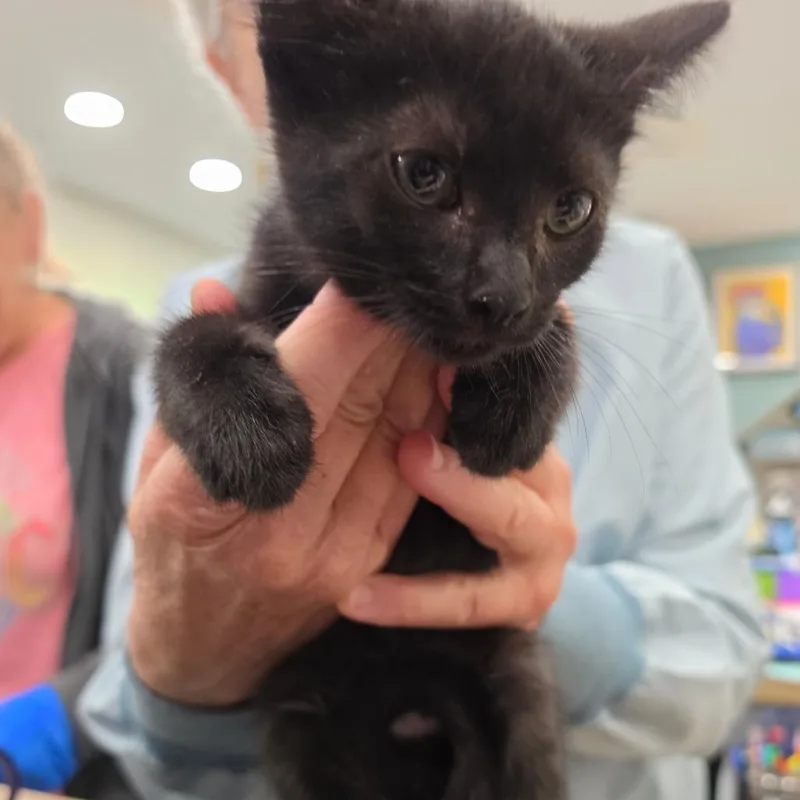 A baby small-sized male Black Domestic Short Hair cat named B Cyrus for adoption in Centralia, WA
