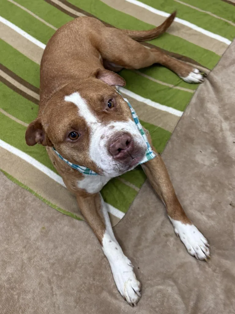 An adult medium-sized male Mixed Breed dog named Rodolfo for adoption in Detroit, MI