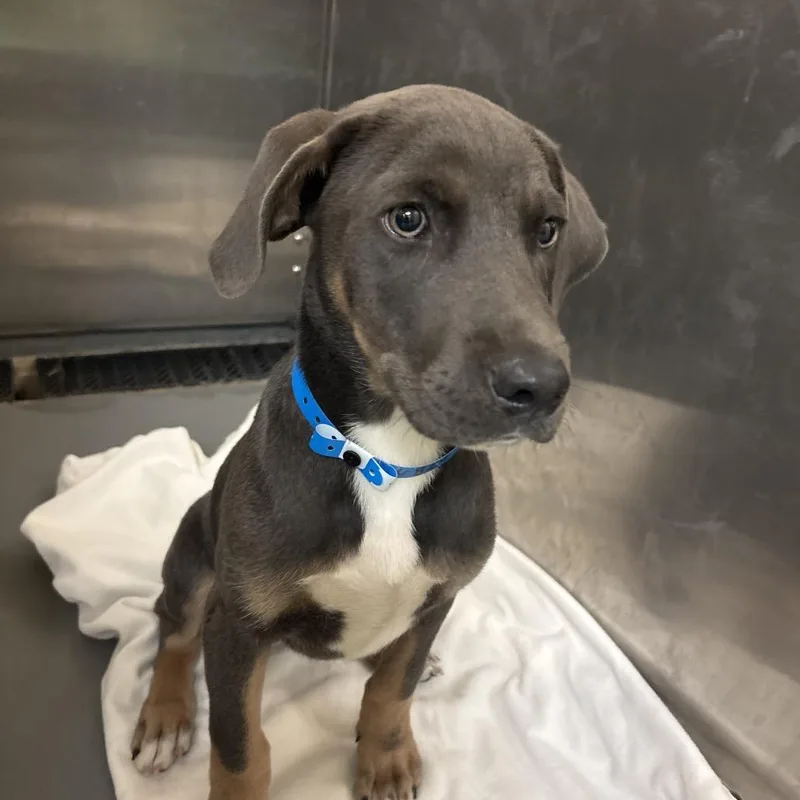A baby small-sized male Gray / Blue / Silver Mixed Breed dog named Hendrix for adoption in Memphis, TN