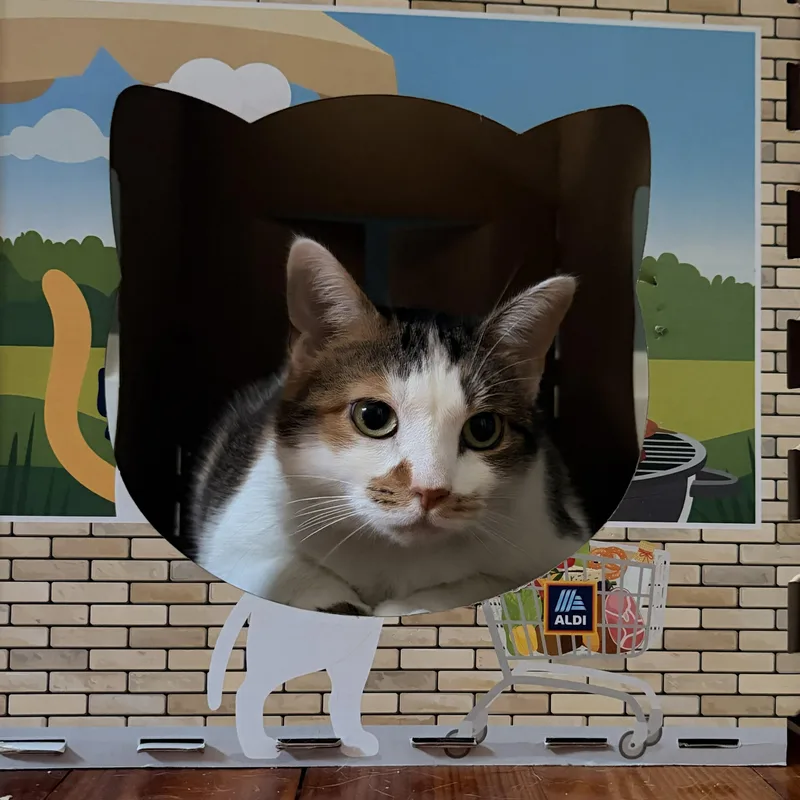 An adult large-sized female Dilute Calico Domestic Short Hair cat named Sophie for adoption in Lemoyne, PA