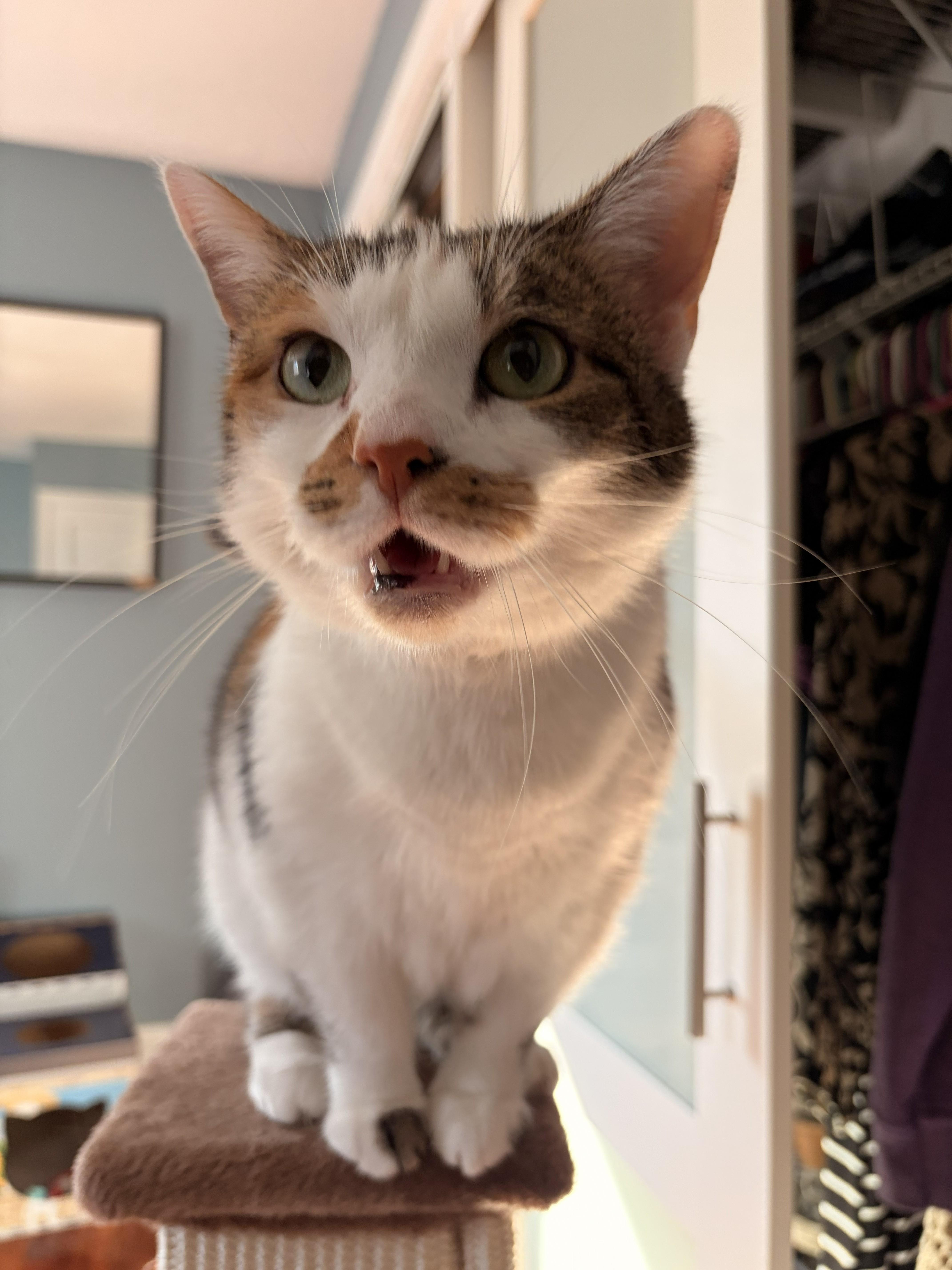 Sophie thumbnail 3