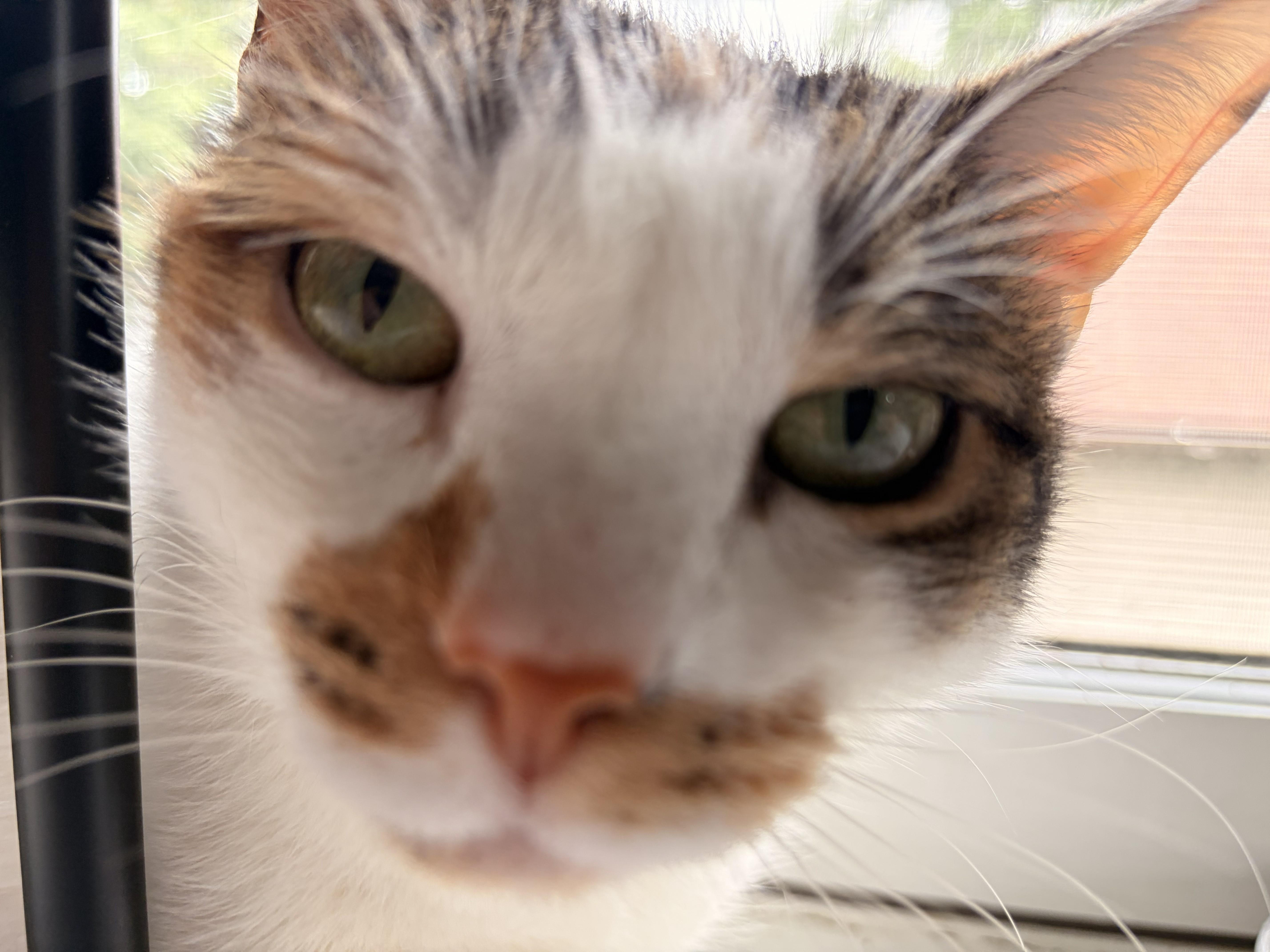 Sophie thumbnail 6