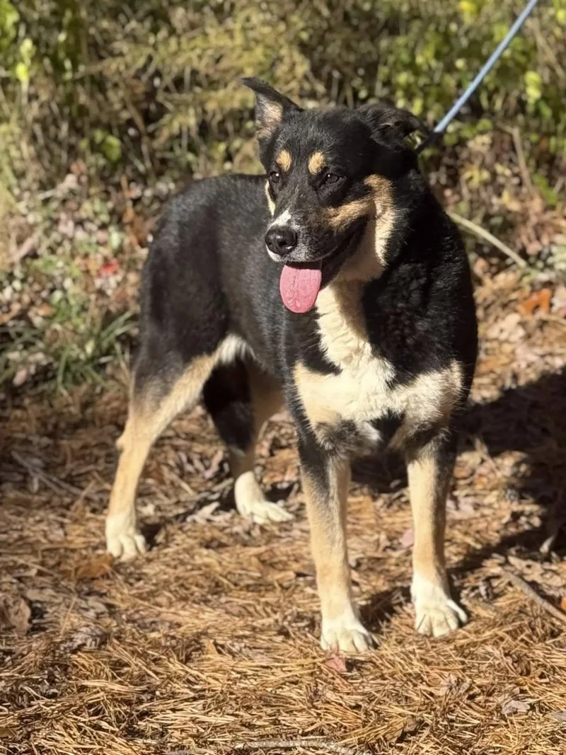 An adult large-sized female Rottweiler dog named Assiscia for adoption in Old Westbury, NY