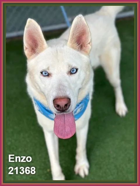 Enzo