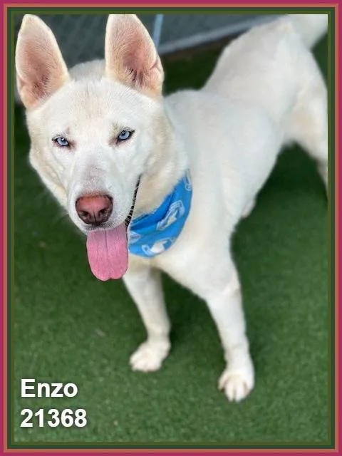 Enzo thumbnail 2