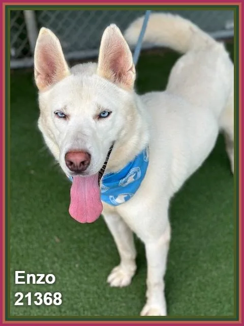 Enzo thumbnail 3